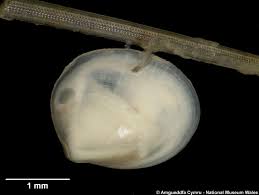 Image result for Subularia monticola