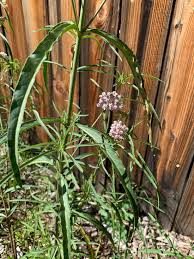 Image result for Asclepias longissima