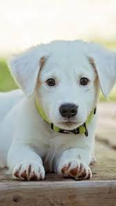 82 Best Animal Wallpaper Iphone Android Ideas Animal Wallpaper Animals Cute Animals To download the wallpaper simply click the desired image to preview, and then drag and drop. 82 best animal wallpaper iphone
