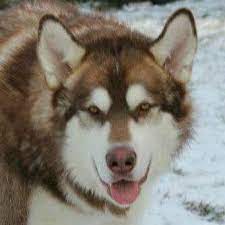 Shipped worldwide with 10 year health guarantee. Harvest Moon Malamutes Giant Alaskan Malamute Breeder Home Facebook