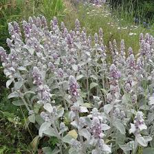 We did not find results for: Lamb S Ear Siskiyou Seeds
