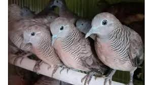 Maybe you would like to learn more about one of these? Burung Perkutut Harga Ciri Jenis Dan Cara Merawat