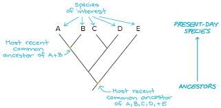 Building A Phylogenetic Tree Article Khan Academy