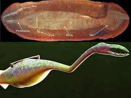 Image result for Agelanthus toroensis