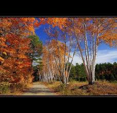 Birch Trees In Fall Photos Pictures Of Birch Trees In The Fall Fall Foliage White Birch Trees White Birch Trees Landscape Trees Fall Foliage