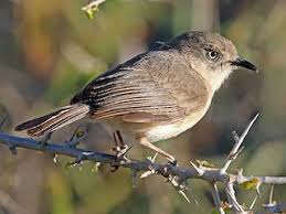 Image result for Newtonia