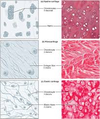 Cricoid cartilage definition and structure cricoid cartilage is an unpaired hyaline cartilage located in the larynx at c6 vertebral level. Cartilage Definition Function And Types Biology Dictionary