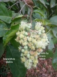 Image result for Landolphia glabra