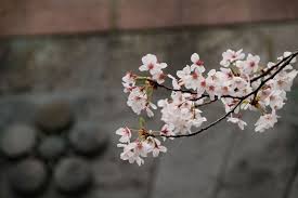 The common pear (pyrus communis) flowers at the height of spring, opening bright white blooms that pollinators can't resist. Why Are Japan S Cherry Blossom Trees Blooming In Fall Smart News Smithsonian Magazine