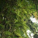 Image result for Oleandra distenta