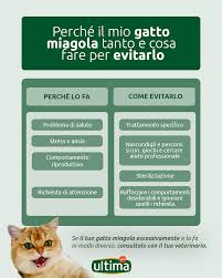 Perché il mio gatto miagola molto: 4 cause comuni e soluzioni pratiche |  Ultima