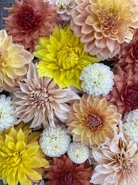 Image result for Dahlia sp. (cultivar)