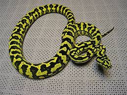 Jungle Carpet Python Morelia Spilota Cheynei This Subspecies Among Some Other Subspecies Is Part Of A Diverse Group Of Col Python Reptile Carpet Reptiles