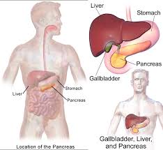 Image result for pancreas location