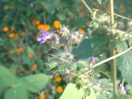 Image result for Mesosphaerum suaveolens