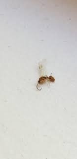 We did not find results for: Small Flying Insects Like These Showing Up Dead Indoor Kitchen Window Sill North Georgia Size Comparable To A Small Ant Whatsthisbug