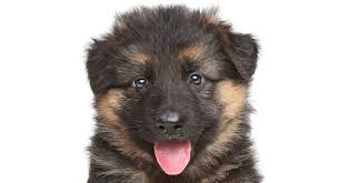 6 week old black german shepherd. Baby German Shepherd How Your Tiny Puppy Will Grow