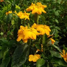 Image result for Crossandra