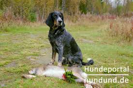 Fügen ein, es ist kostenlos. Luzerner Laufhund Blausprenkel Schweizer Laufhund Foto 15838 Hundund De