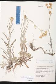 Image result for Pseudognaphalium luteo-album