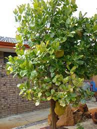 Check spelling or type a new query. Forum Fruit Trees In Perth Wa