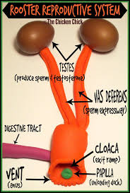 Rooster Reproductive System Model Reproductive System Chicken Anatomy Poultry Science