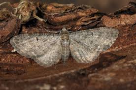 Image result for Eupithecia subfuscata