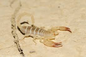 Pin Su Scorpioni