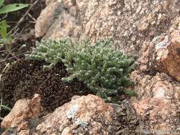 Image result for Selaginella molliceps