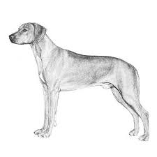 December 21 at 9:16 pm ·. Rhodesian Ridgeback Dog Breed Information