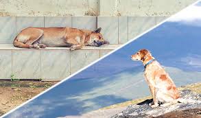 Louis's owners feared he had died after he vanished from sight while out for a walk. The Best And Worst Countries For Dogs And Their Owners