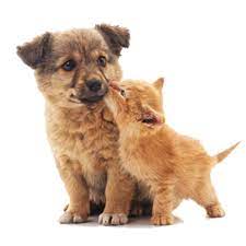 When you choose all pets animal hospital to be your pet care partner, you can rest assured knowing that your pet is receiving veterinary care based on the most advanced medical protocols from a welcoming and dedicated team. All About Pets Animal Hospital Home Facebook