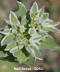 Image result for Euphorbia serratifolia