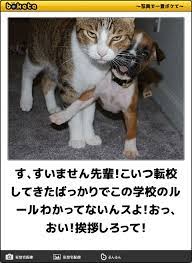 す すいません先輩 こいつ転校してきたばっかりでこの学校のルールわかってないんスよ おっ おい 挨拶しろって 頰ひげへのボケ 6483595 ボケて bokete おかしな動物 ダジャレ 面白い写真