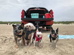 6th Annual Pettalk Beach Bum Photo Contest Sponsored By Sand N Sea Galveston Properties