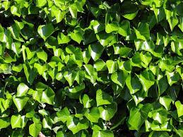 Download gratuito hd o 4k usa tutti i video gratuitamente per i tuoi le più belle piante da interno pendenti per trasformare la tua casa in un piccolo giardino sospeso acalifa se avete una casa molto luminosa, con. Piante Tappezzanti Guida Completa E Varieta