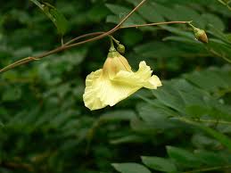 Image result for Thespesia garckeana