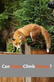 Can Foxes Climb Fences How To Prevent It 2020 Own The Yard In 2020 Species Of Dogs Small Pets Backyard