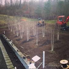 How long do apple trees live? Birch Trees 7 Things You Might Not Know Like Lifespan Height Facts