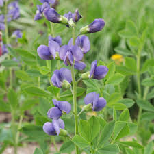 Maybe you would like to learn more about one of these? Plant Identification Blue And Purple Flowers