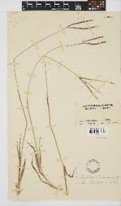 Image result for Stereochlaena