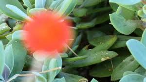 Image result for Kleinia grantii