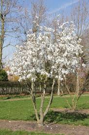 magnolia loebneri merrill tuin tuin bomen tuin indelingen