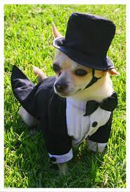 Wedding Stuff On My Pet Weddingbee Wedding Pets Pets Pet Clothes
