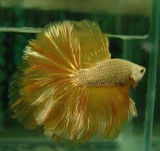 Golden Halfmoon Betta Fish Betta Pet Fish