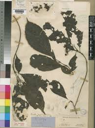 Image result for Pavetta macrosepala