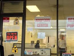 So, i get to the petco in toms river where they have the adoption for puppies as soon as the adoption time starts (1230). Originally Pats Pups Then P T Puppy Love Adoption Center And The Parvo Problem