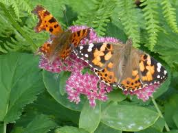 Butterfly Conservation