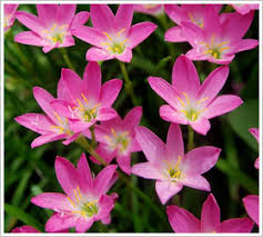 We did not find results for: Alphabetical List Of Flowers Z