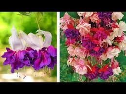 Spring and autumn seem to be the best planting times. How To Plant Giant Fuchsia Hanging Basket Guide Youtube